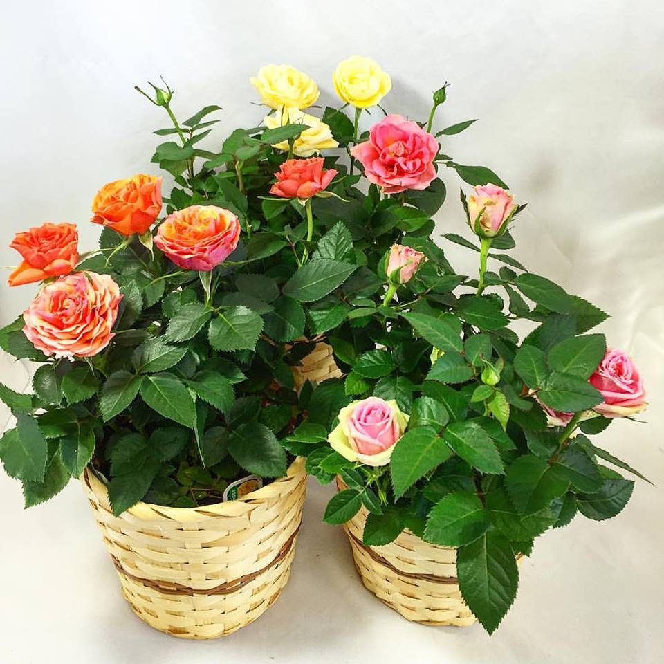 Mini Rose Bush
