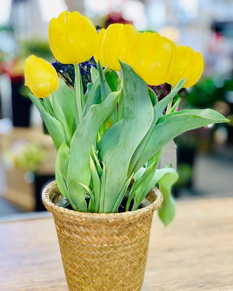 Potted Tulips
